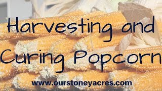 Harvesting and Curing Popcorn