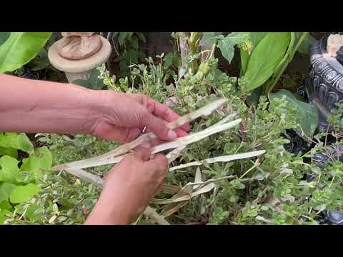When to pick Moringa seed pods