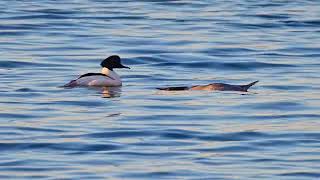 goosanders at Blashford lakes, i think having a early courtship dance..18/01/23