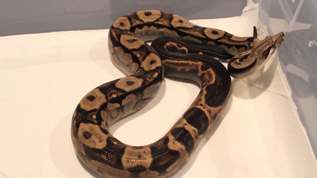 My Motley Crew of Boas