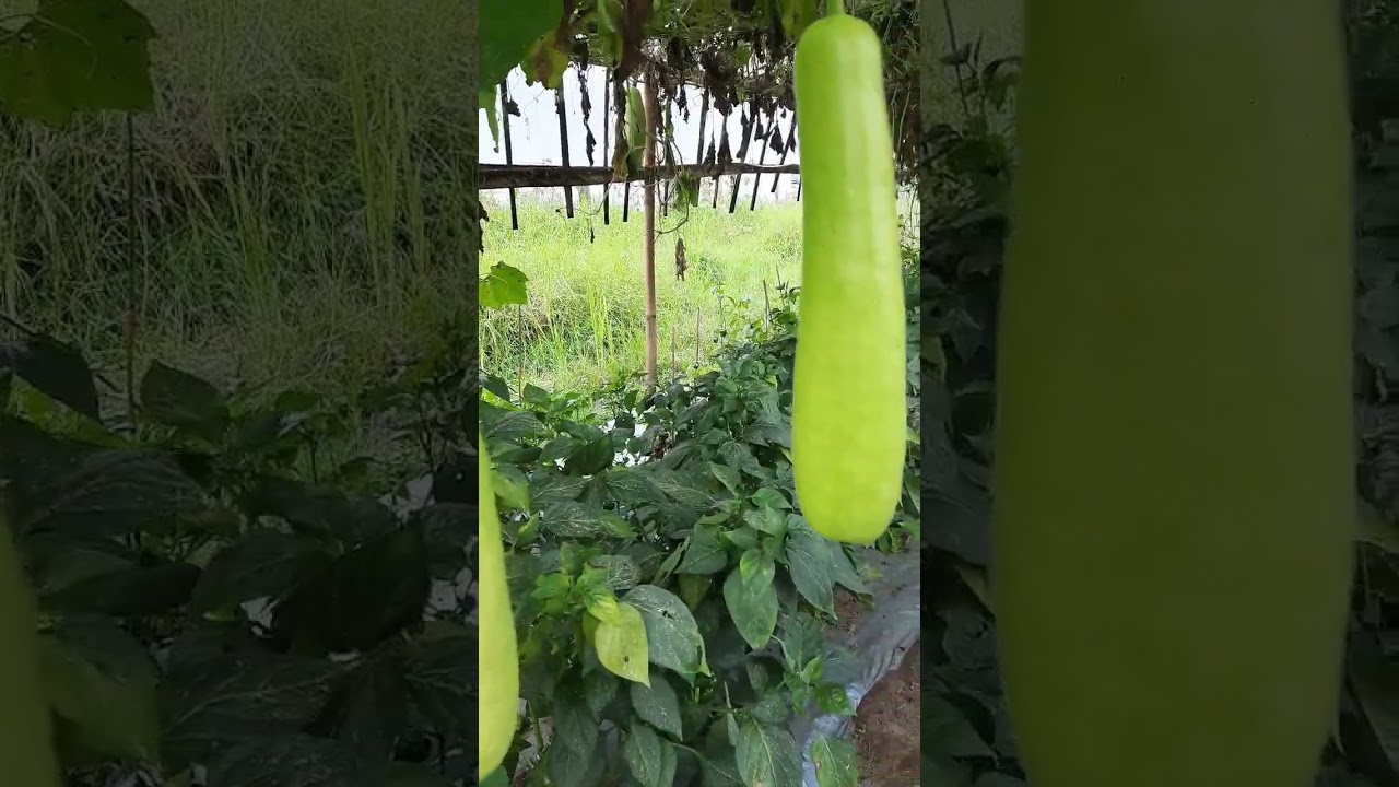 Big Bottle gourd || Lagenaria siceraria|| 