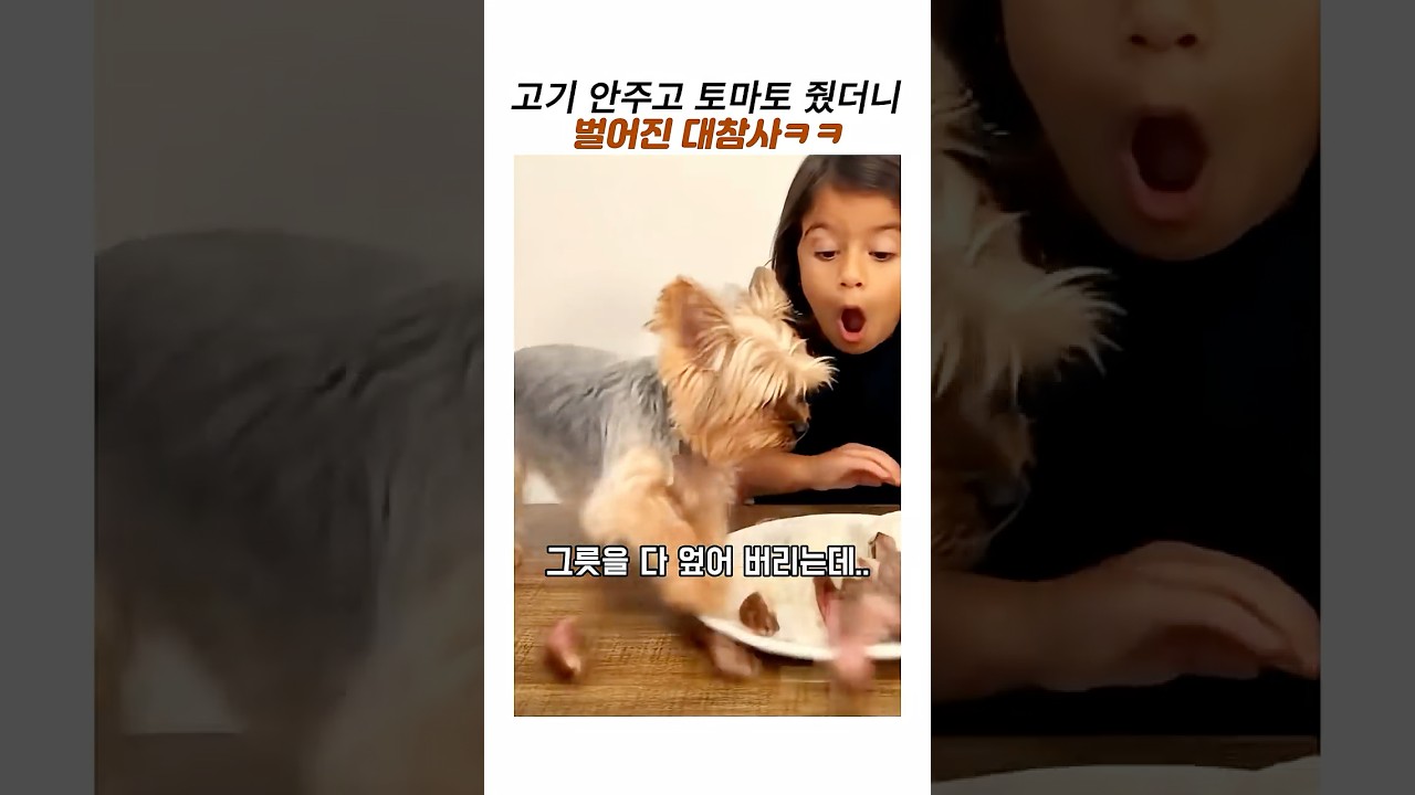 고기대신 토마토 줬더니 댕댕이의 대참사#웃긴동물 #요크셔테리어 #강아지대참사