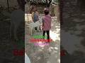 chalo bakra kharidne #bakraeid #viral #shorts #ytshorts #trending #i #bakra #new #shortvideo #allah🤲