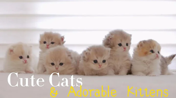 Video 11206021: cat cutecat meow funny, funniest cutest cats, cutest kitten, kitten sound