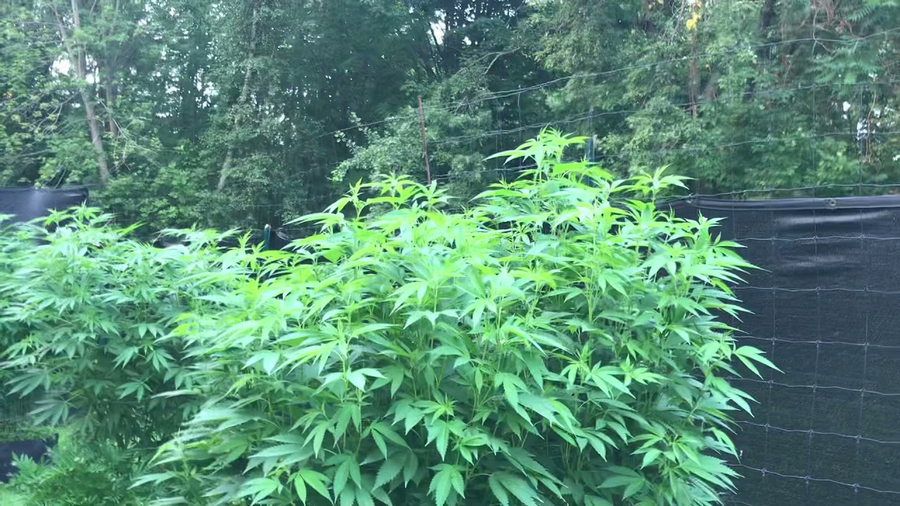 Maine Organic No Till Outdoor Medical Cannabis Grow..@mrgreenbody @aussycc
