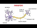 Nervous System Functions and Structure