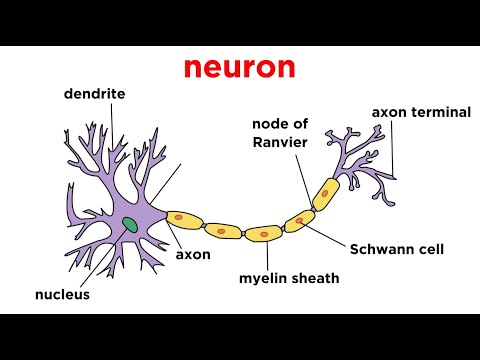 Types of Tissue Part 4: Nervous Tissue