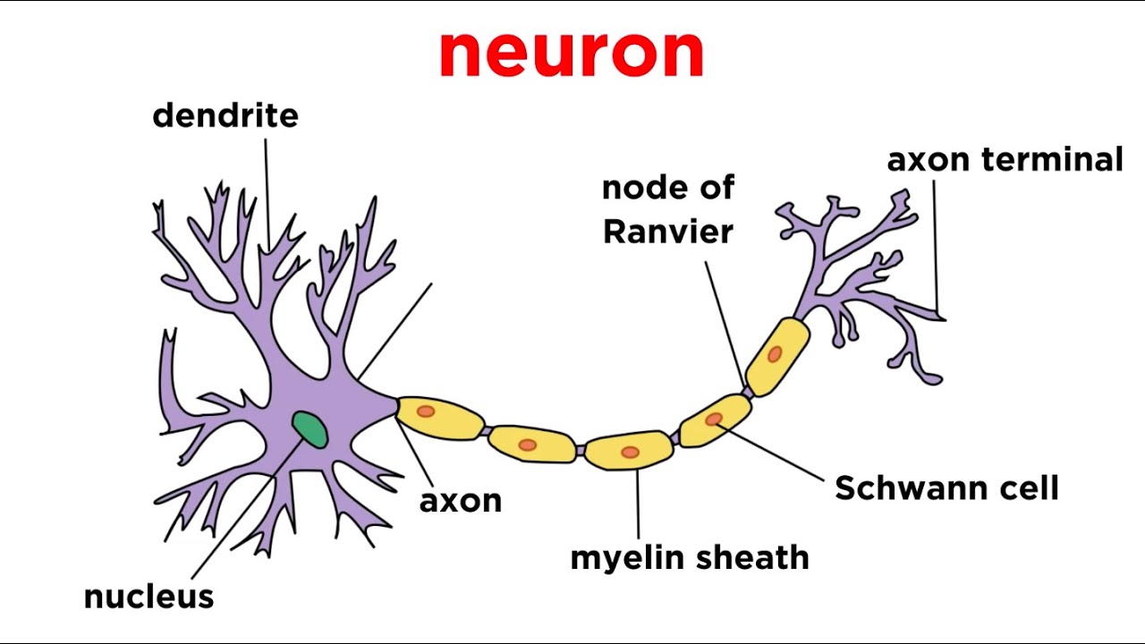 Nervous Tissue Diagram Labeled