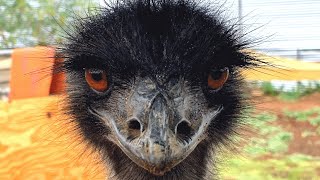 This emu was facing homelessness. Then she met the man of her dreams.