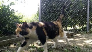 三毛猫とキジトラ猫の仲良し二人組、暑い昼間に公園に見に行ったら日陰で休んでました。