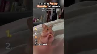 Ranking the FUNNIEST Hamster Moments 🐹😂 #pets #viral #shorts #ranking #lol #funnyhamsters #funny