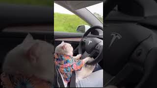 Yallah Şoför Yalan