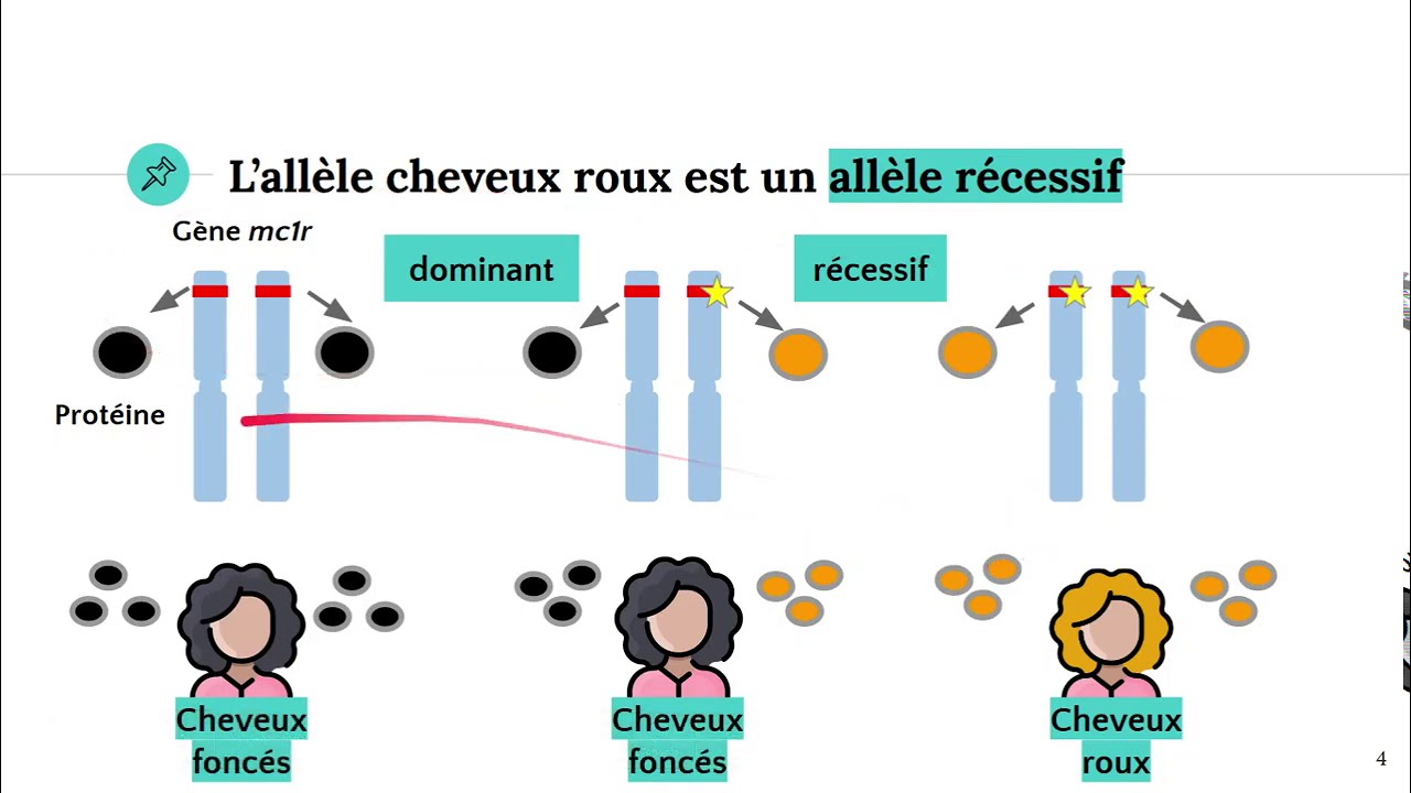 Alleles Et Couleur Des Cheveux Youtube Alleles Et Couleur Des Cheveux Youtube