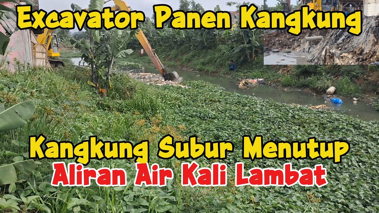 Wadiidow‼️ Excavator Berjibaku Keruk Sedimen & Kangkung Subur Tengah Kali 