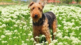 Airedale World