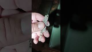 Mediterranean Gecko caught in the SoCal spring #werftv #weather #lizard #wild