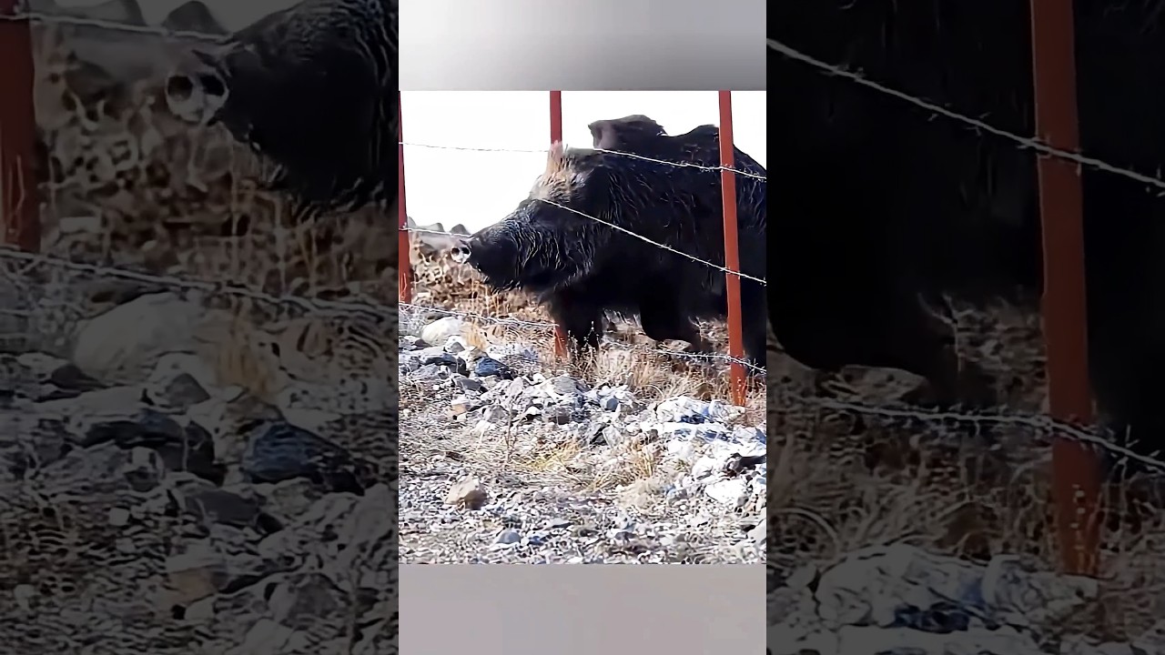 🐗 Тишина длилась всего секунду... То, что произошло дальше, стоит увидеть до самого конца!