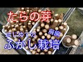 《山菜》たらの芽食べたいのでふかし栽培してみました！前編