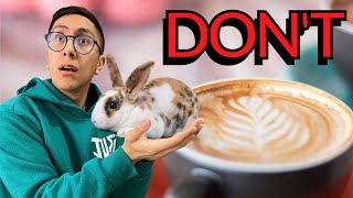 The First Bunny Cafe In Europe Is Located In Poland