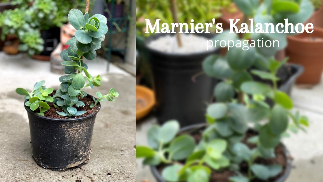 Marnier's kalanchoe propagation with cuttings, urban pot gardening