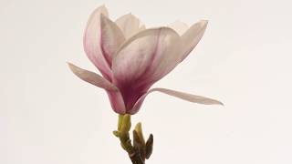 Magnolia flower opening time lapse