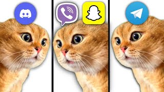 Talking Cat but Social Media ringtones by Мемная Папка 42,620 views 3 months ago 34 seconds