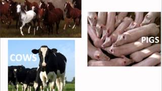 The Columbian Exchange