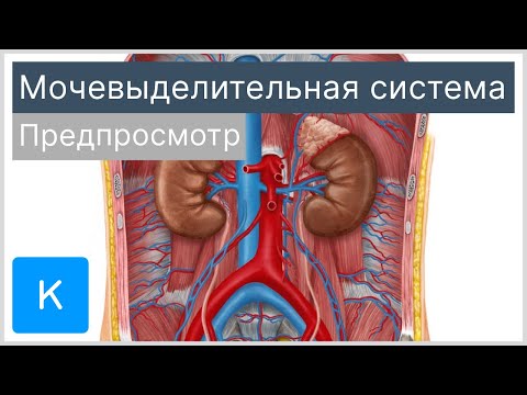 Мочевыделительная система (предпросмотр) - Анатомия человека | Kenhub