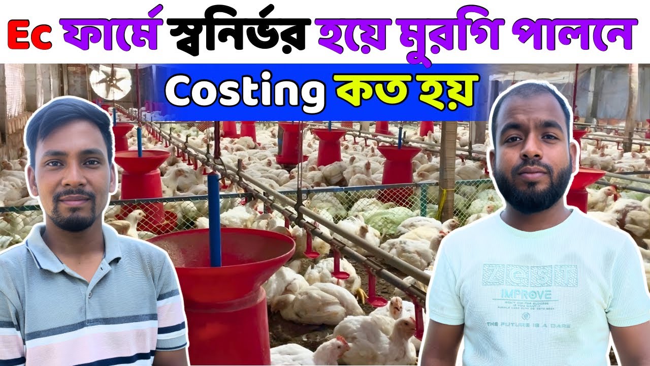 Ec ফার্মে স্বনির্ভর হয়ে মুরগি পালনে Costing কম কিভাবে করবেন | Ec Poultry Farm