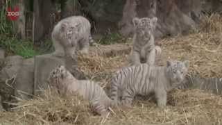 Adorable White Bengal Tiger Cubs