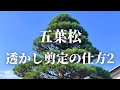 【五葉松の剪定 #4】五葉松を粗めに透かし後、数年後に剪定をしてみました