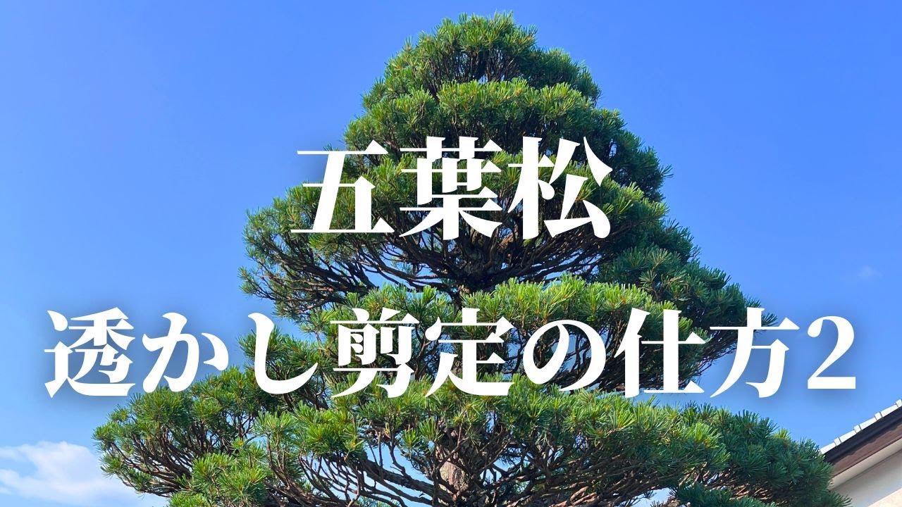 【五葉松の剪定 #4】五葉松を粗めに透かし後、数年後に剪定をしてみました