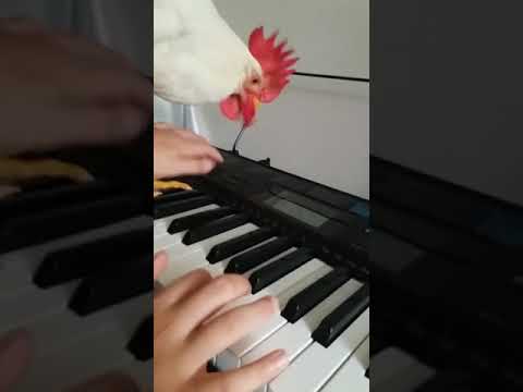 Piyano Çalan Horoz