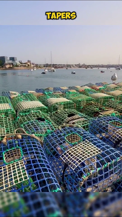 How Do You Make a Fish Basket Trap #facts #shorts #trap #basket trap #shorts #fish #fishbasket #fact