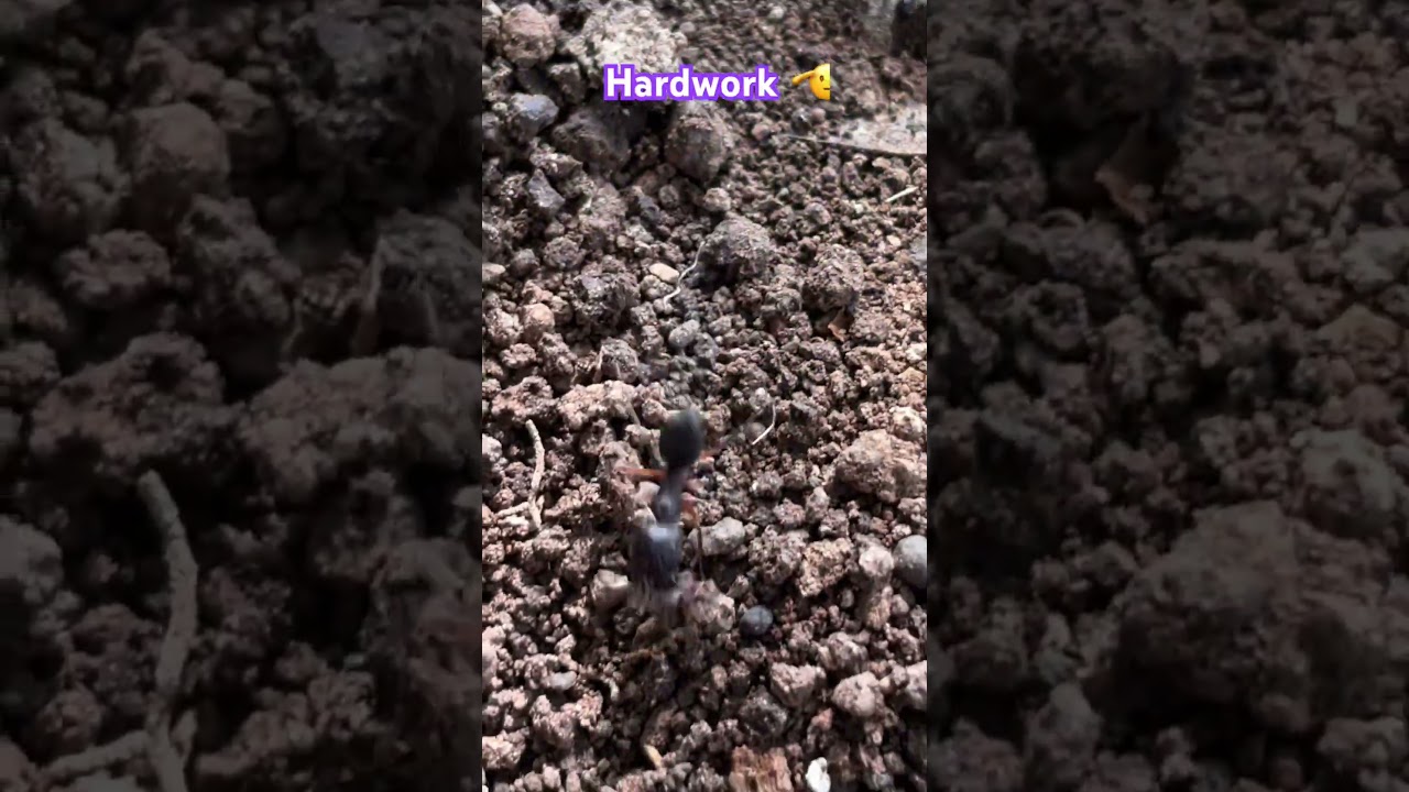 Learn hard work from this ants 