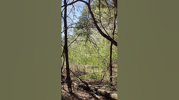 Early Spring Time 🌻 and #Flowering 🌸 Trees 🌳 in the #Forest 4k Ukrainian #Nature Video