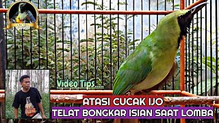 Atasi Cucak Ijo Telat Bongkar Isian Saat Lomba