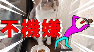 猫が長生きするために用意する療法食をダメだし連発されても諦める訳にいかないのです by cute0809 196 views 3 months ago 5 minutes, 53 seconds