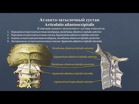 Videó: Medialis Tarsalis Artéria Anatómiája, Funkciója és Diagramja - Test Térképek