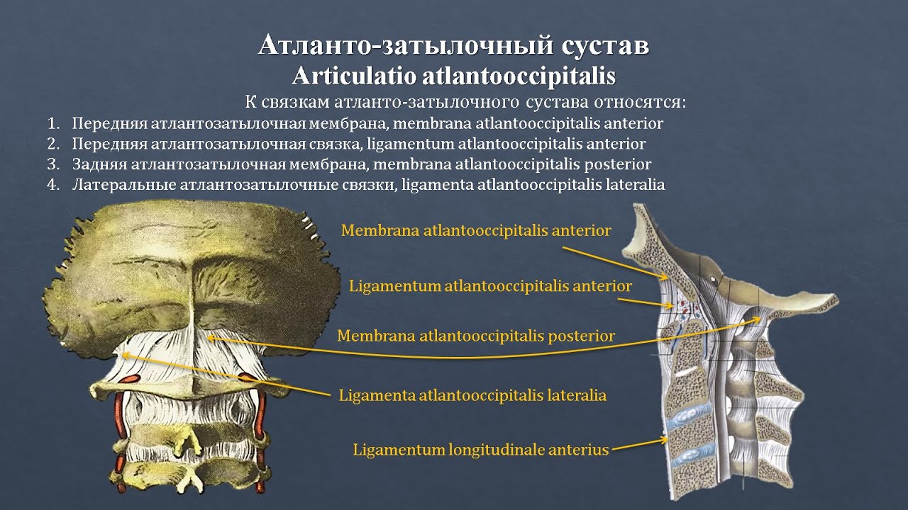 Соединения между затылочной костью