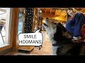 Dog loves to make people Laugh and Smile every day