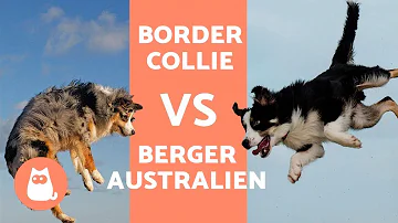 Quelle est la différence entre un Border Collie et Berger Australien ?