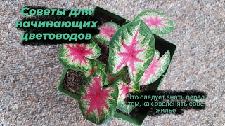 Полезные советы для начинающих цветоводов