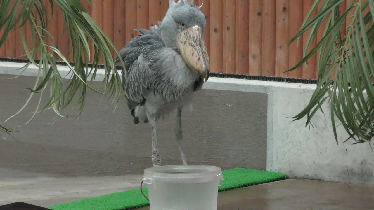 ハシビロコウ ふたばちゃん 水飲みはバケツから 【掛川花鳥園