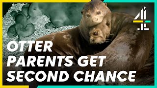 Will This Otter Step Up As A Dad Of Four New Pups? | The Secret Life of the Zoo