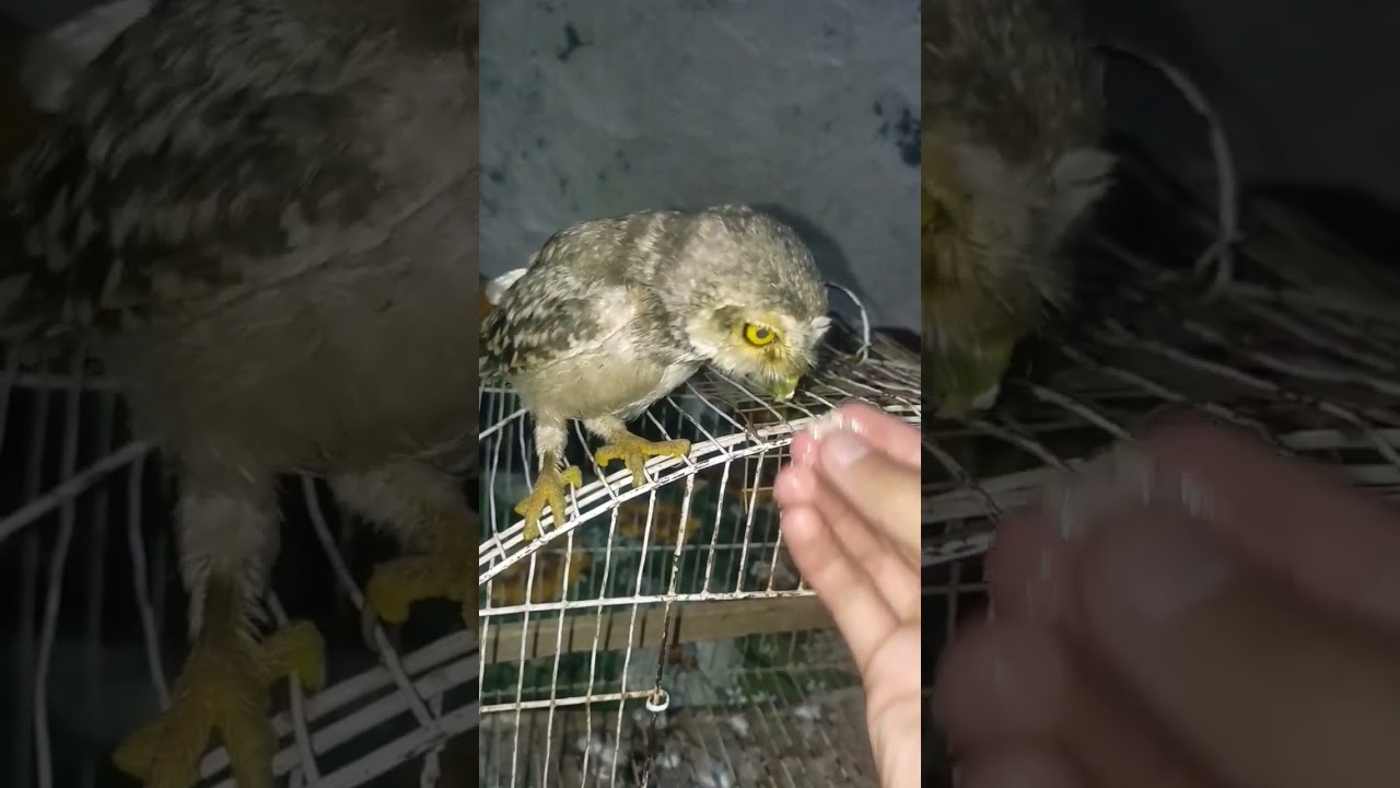 spotted owlet|true owl 