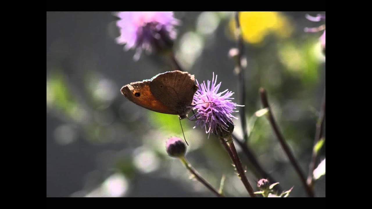 Johann Christian Bach - Klaviersonate op. 5, 2 - Andante di molto - YouTube