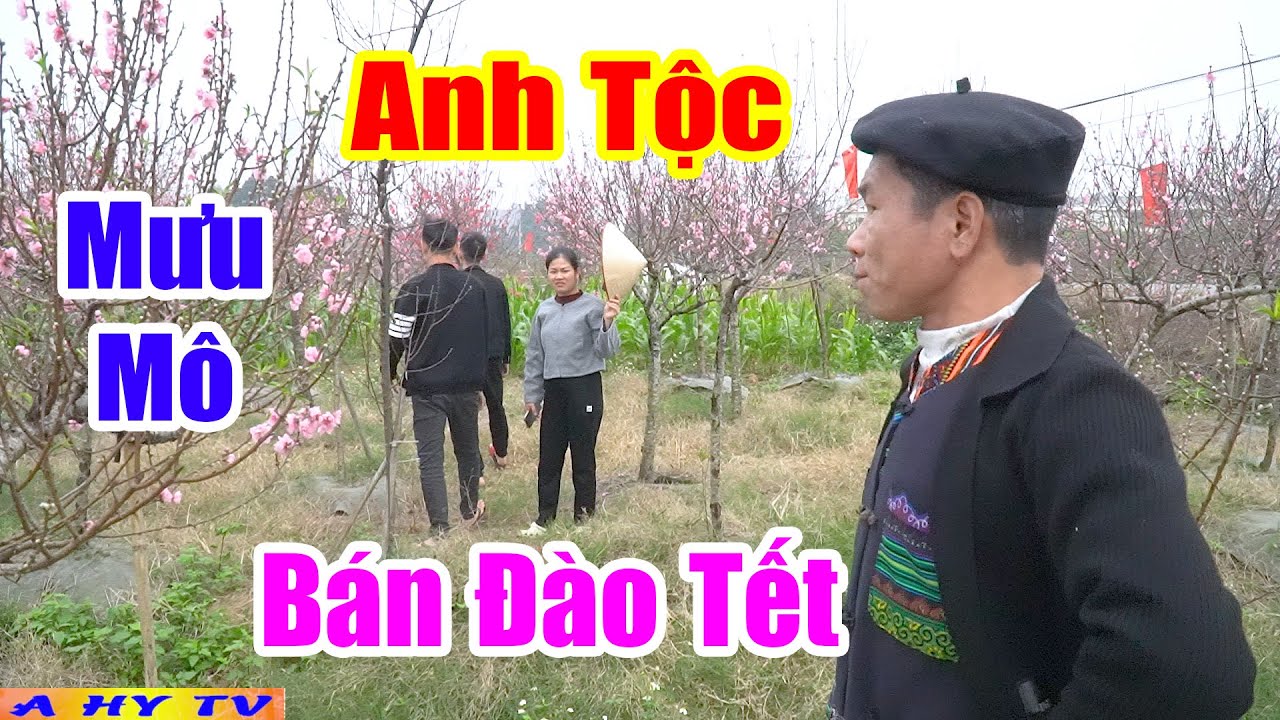 Anh Tộc Mưu Mô Bán Đào Tết - Hài Tết A Hy 2026 Mới Nhất Cười Vỡ Mồm