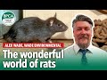 The wonderful world of rats