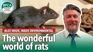 The Wonderful World Of Rats